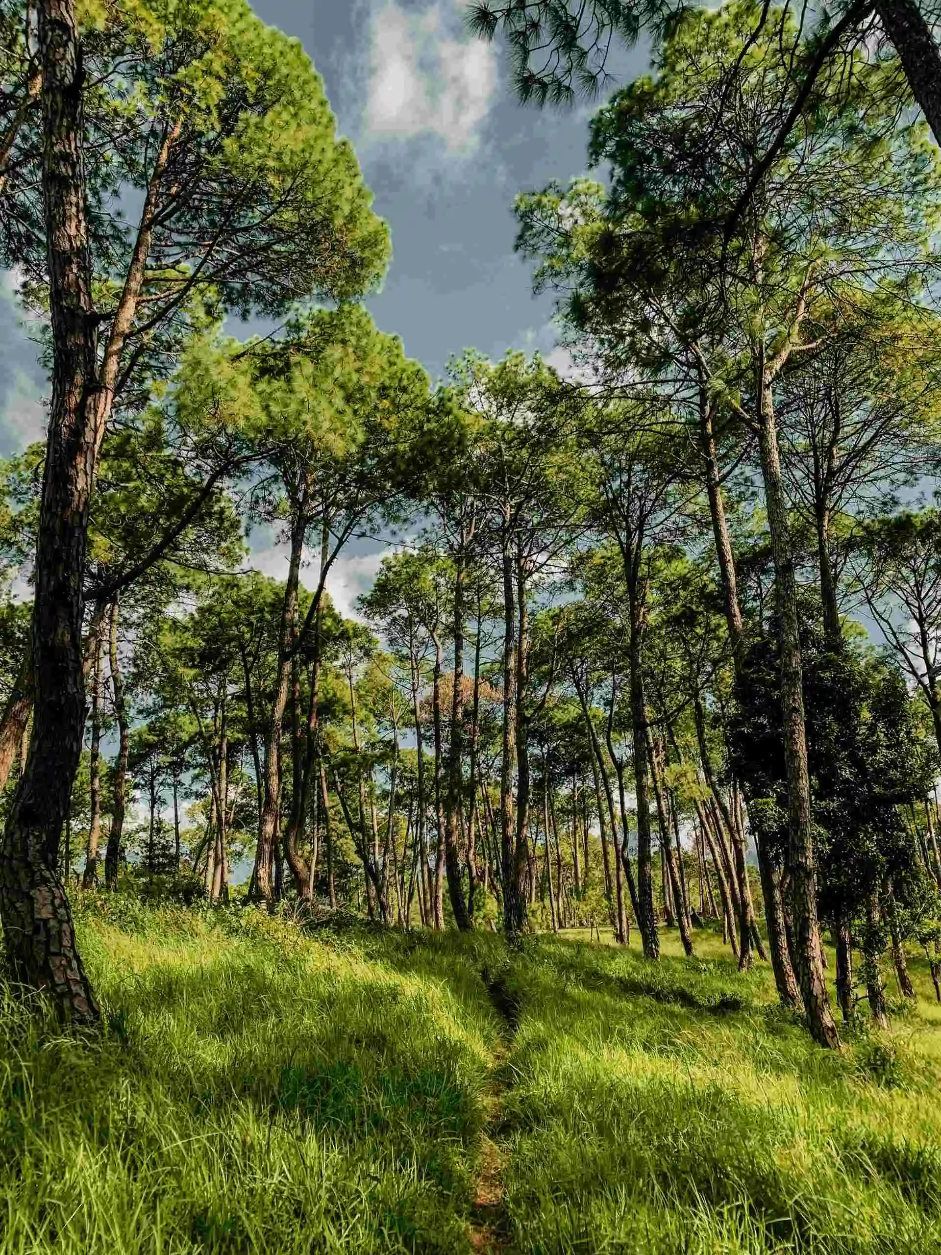 A small hiking trail winds through a dense forest with tall trees reaching toward the sky. The ground is covered in lush green grass, creating a peaceful and refreshing atmosphere. The sky is visible above, adding to the serene beauty of Champadevi Day Hiking.