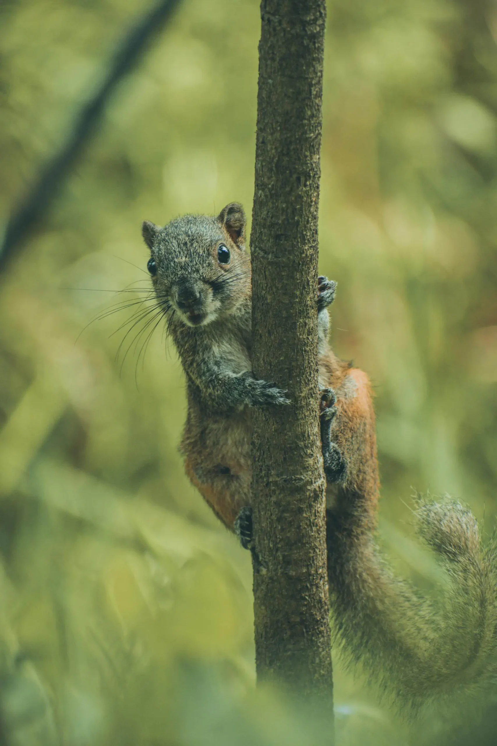 A squirrel clings to a slender tree trunk, gazing curiously at the camera. Its tiny paws grip the bark, and its bushy tail curls behind it. The background is blurred with earthy tones, creating a natural forest-like setting.