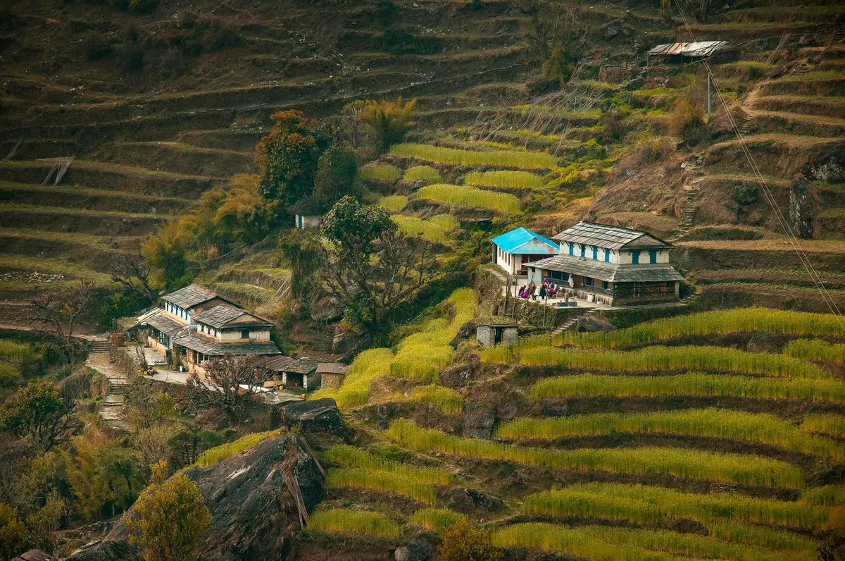 "Traditional village scene along the Manaslu Circuit Trek, featuring stone houses with sloped roofs surrounded by lush green terraced fields in the Himalayan foothills of Nepal."