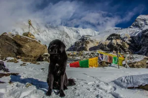 A mountain dog sits on a snowy trail surrounded by prayer flags and dramatic Himalayan peaks, capturing the spirit of cultural trekking in Nepal.