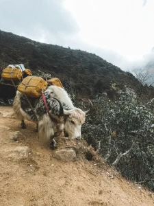  A loaded mountain yak with yellow packs strapped to its back walks along a narrow dirt trail on a steep hillside in the Himalayas, surrounded by rugged vegetation and misty skies.