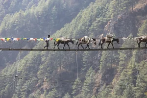 A pack of mules carrying supplies crosses a suspension bridge decorated with prayer flags, guided by a man, showcasing the daily life and rich traditions experienced during cultural trekking in Nepal.