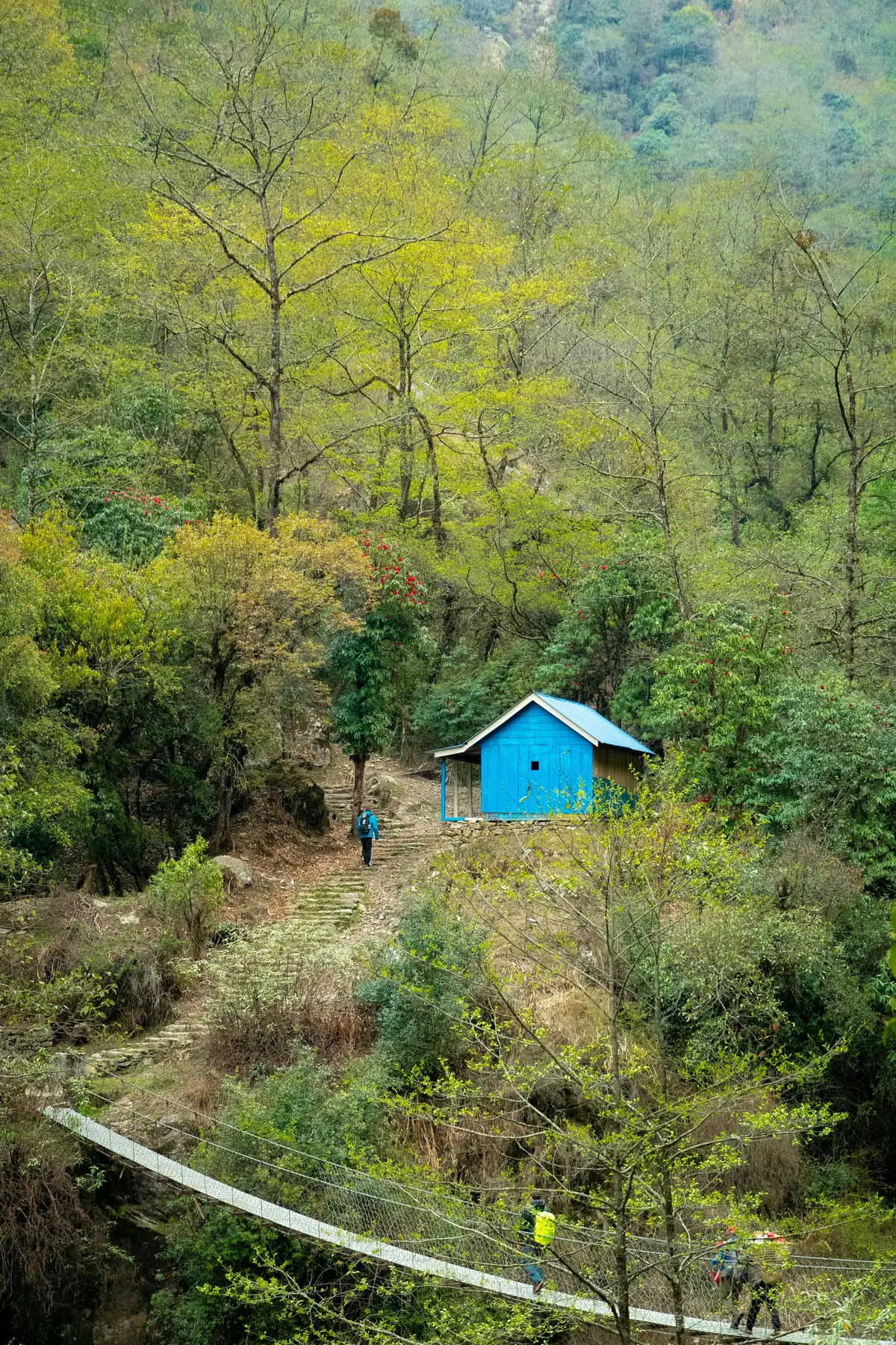  Trekkers crossing a suspension bridge through lush green forest with a blue hut in the background, capturing the serene nature and cultural charm that explain why trek in Nepal is so captivating.