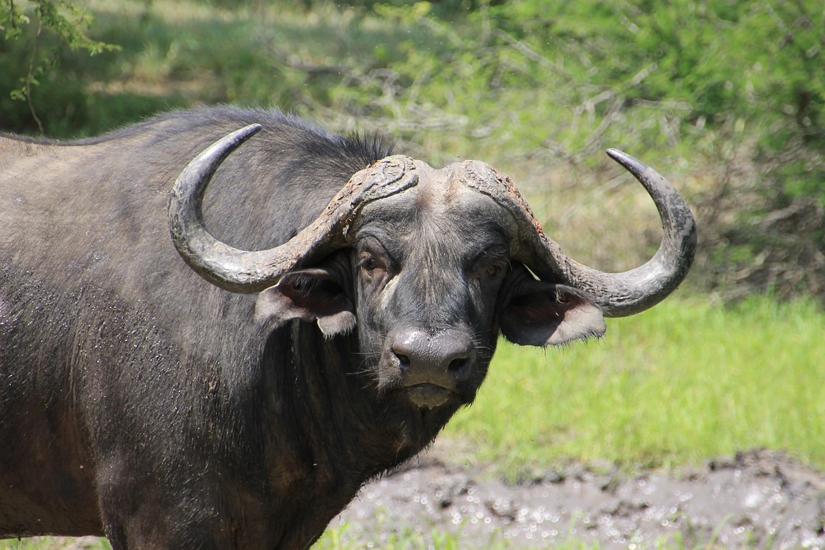 A wild buffalo stands alert in a grassy area near a muddy waterhole, showcasing its large curved horns under natural sunlight a common sight in Nepal national parks.