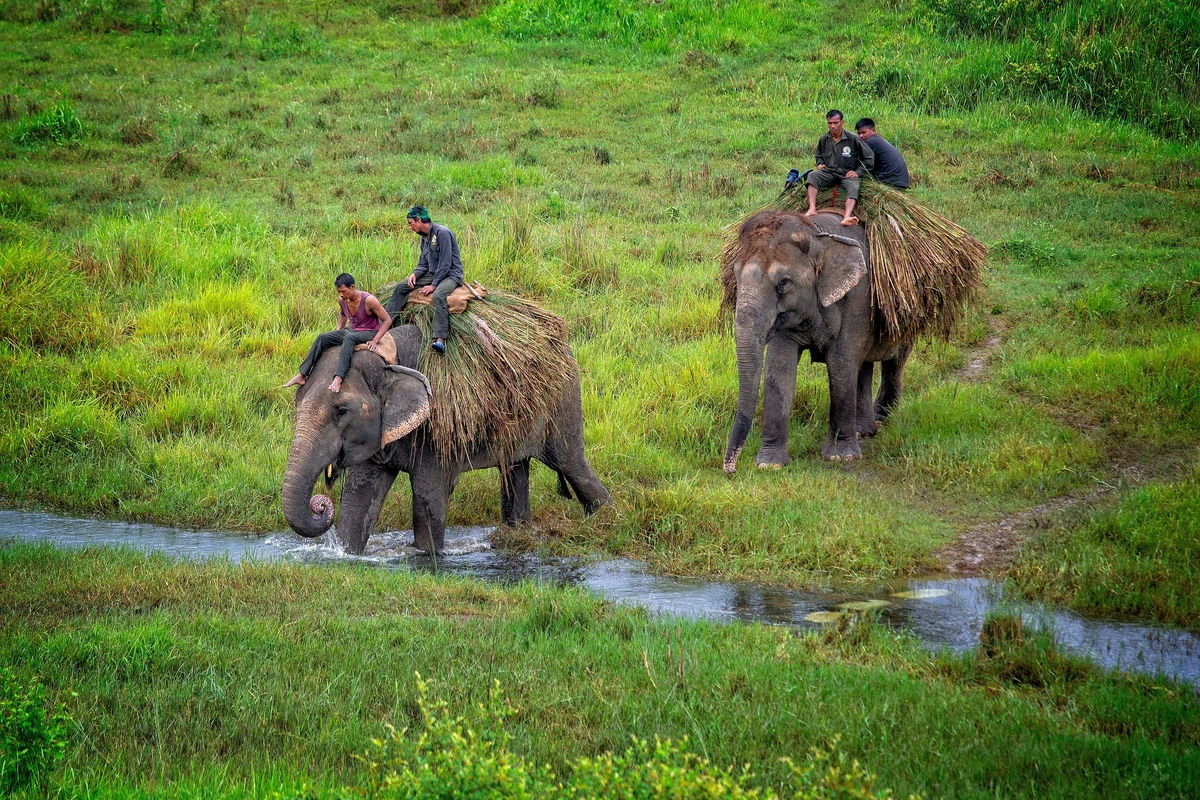 People ride elephants through the grasslands of Chitwan National Park, a renowned destination among UNESCO World Heritage Sites in Nepal, known for its rich wildlife and jungle safaris.