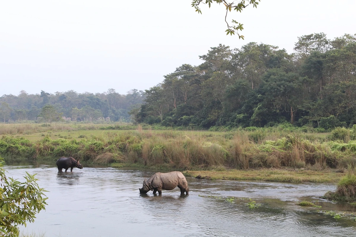 Two one-horned rhinoceroses wade through a river in the lush greenery of Chitwan, one of the most renowned Nepal national parks known for its diverse wildlife and natural beauty.