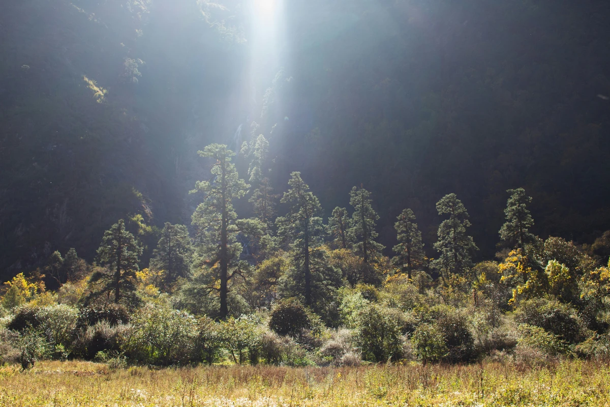 A serene forest scene in one of the Nepal national parks, with tall pine trees bathed in a dramatic beam of sunlight, highlighting the lush greenery and natural beauty of the Himalayan wilderness.