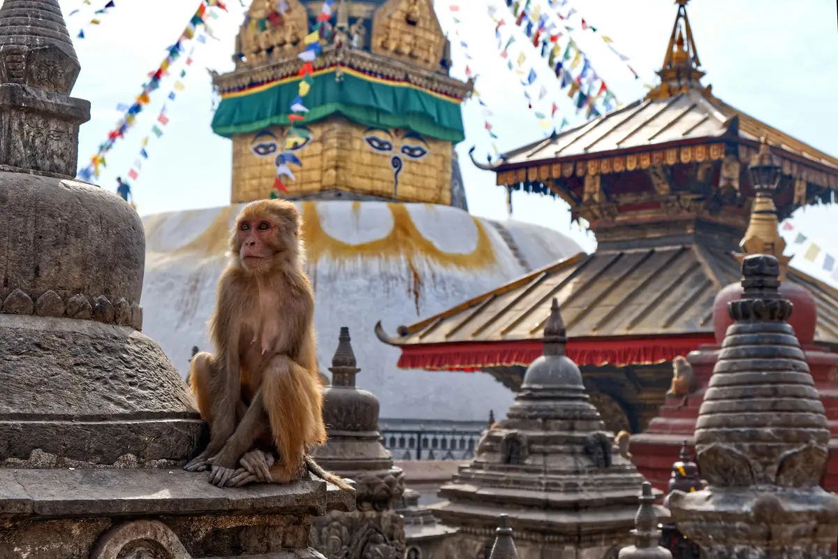 A monkey sits on a stone structure at Swayambhunath Stupa, a prominent site among UNESCO World Heritage Sites in Nepal, with prayer flags and historic stupas in the background.