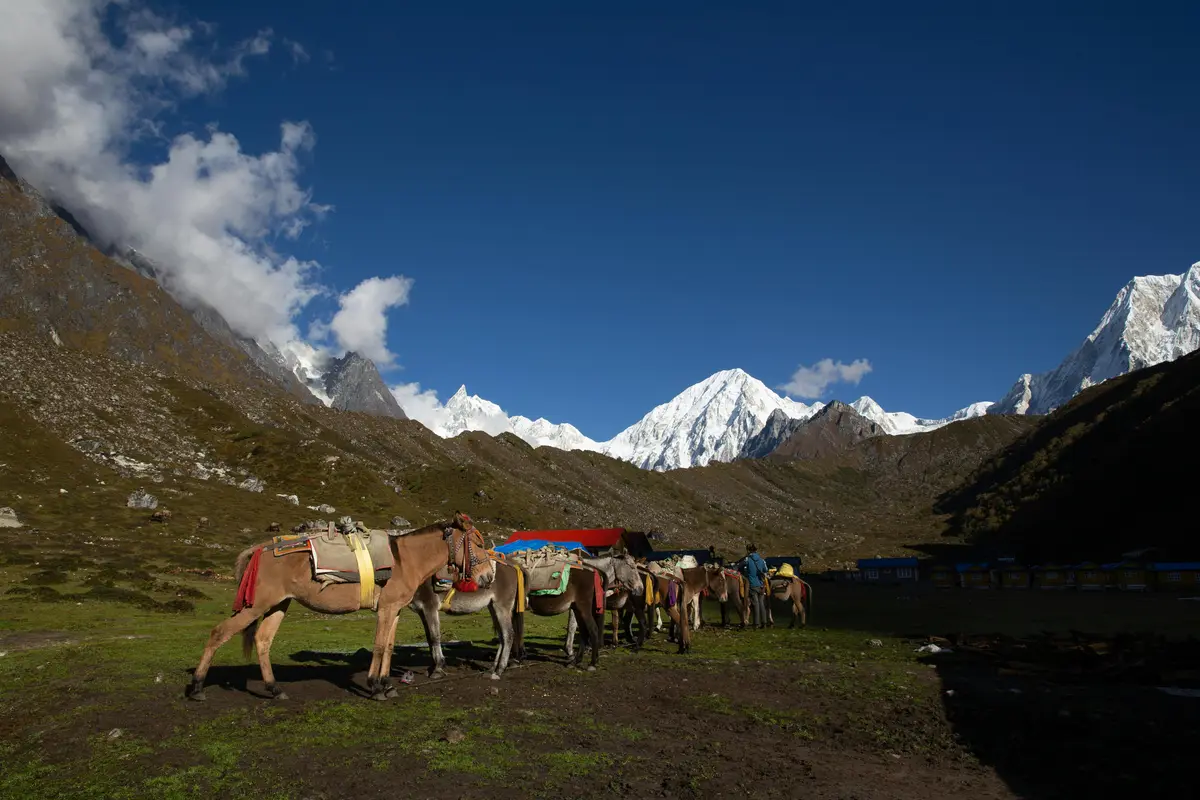  A group of mules carrying supplies rests on a grassy field surrounded by dramatic Himalayan peaks under a clear blue sky, showcasing the traditional transport methods that are an integral part of Nepalese culture in remote mountain regions.