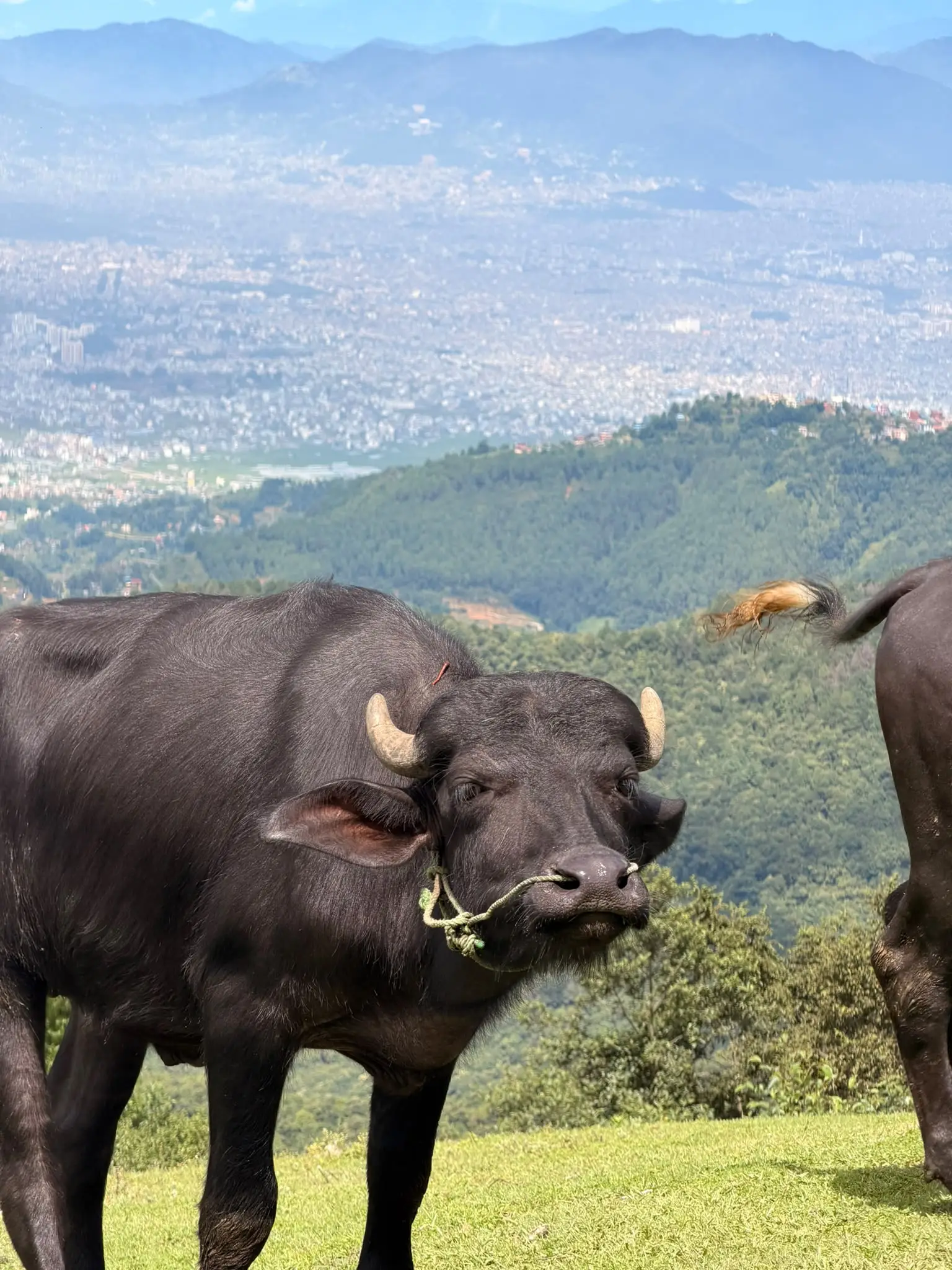 Buffalo grazing at Chapakharka Kathmandu Paragliding Spot.