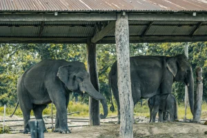 Elephants in Elephant Breeding center of Chitwan Nepal seen during Chitwan tour in Nepal